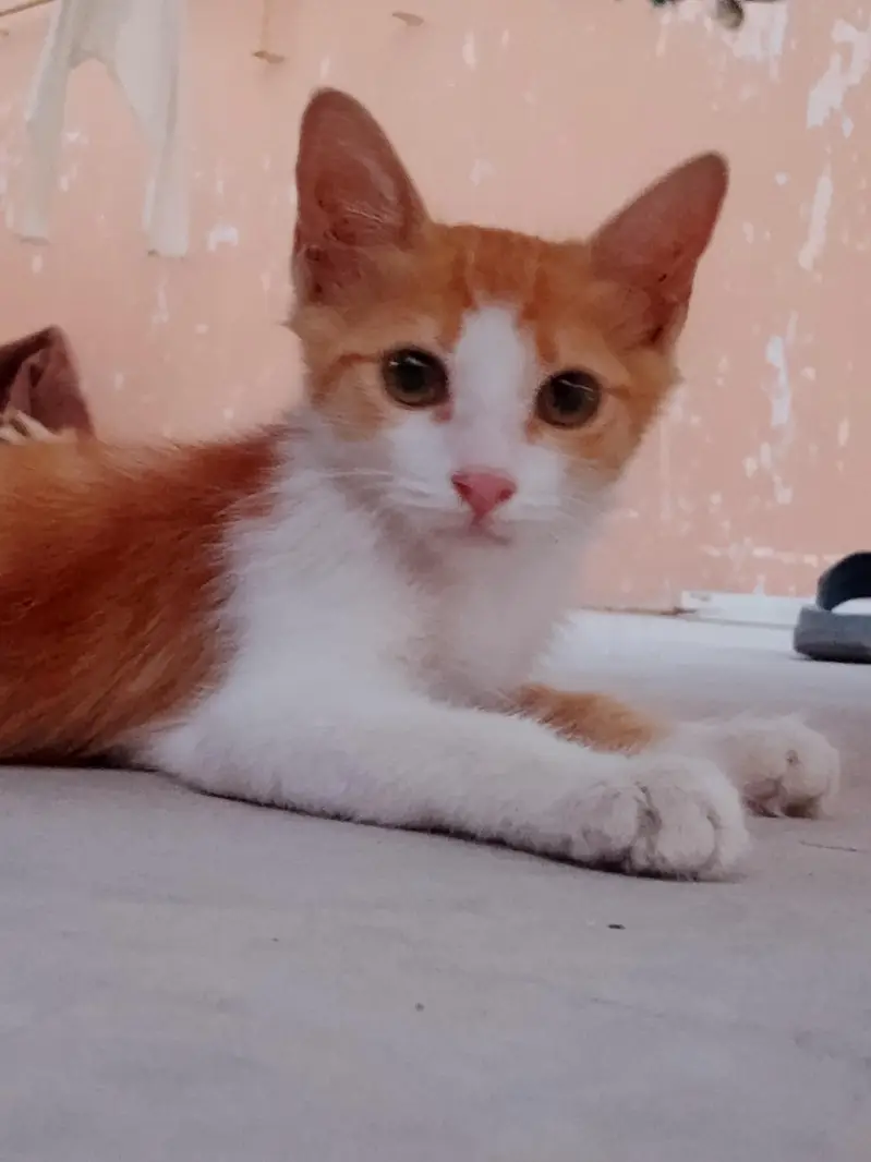 2 Female and 2 Male Cats want to sale urgently — photo 7
