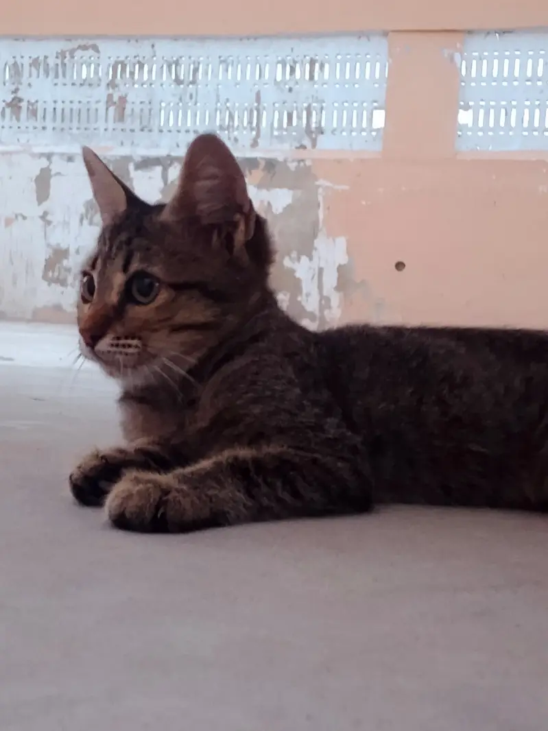2 Female and 2 Male Cats want to sale urgently — photo 8