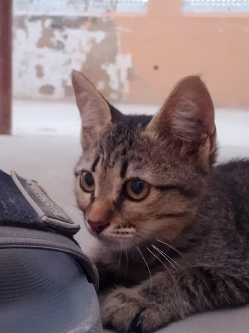 2 Female and 2 Male Cats want to sale urgently — photo 9
