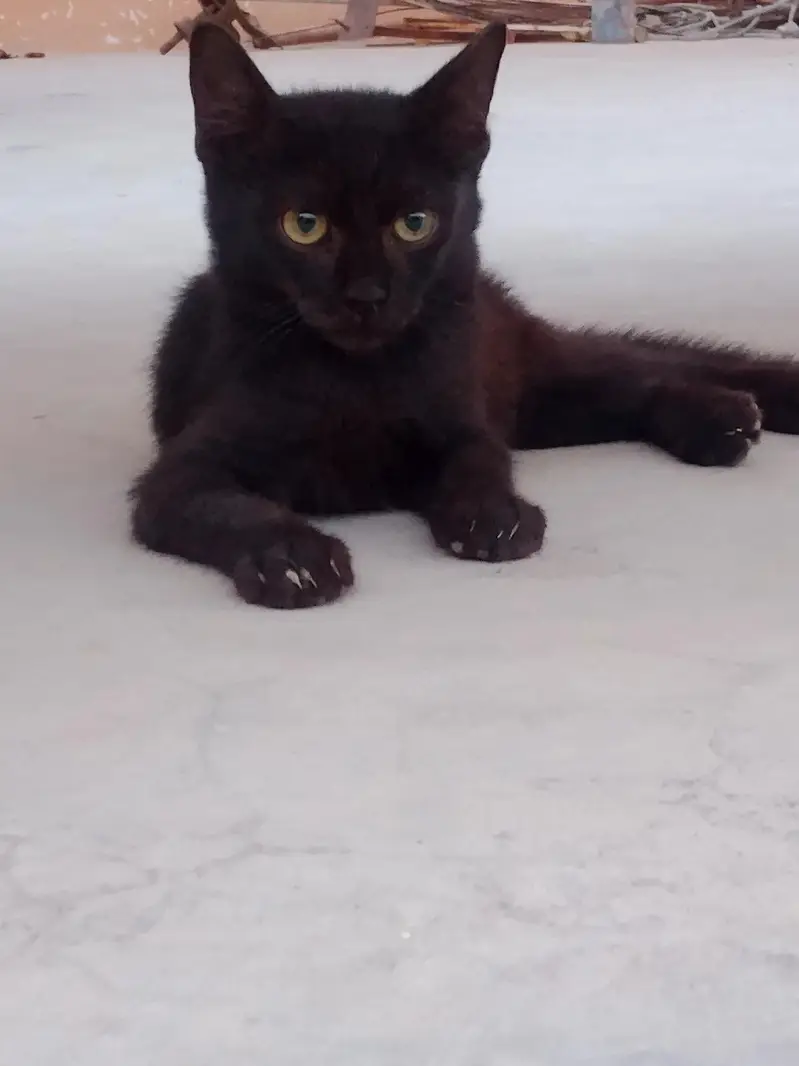 2 Female and 2 Male Cats want to sale urgently — photo 10