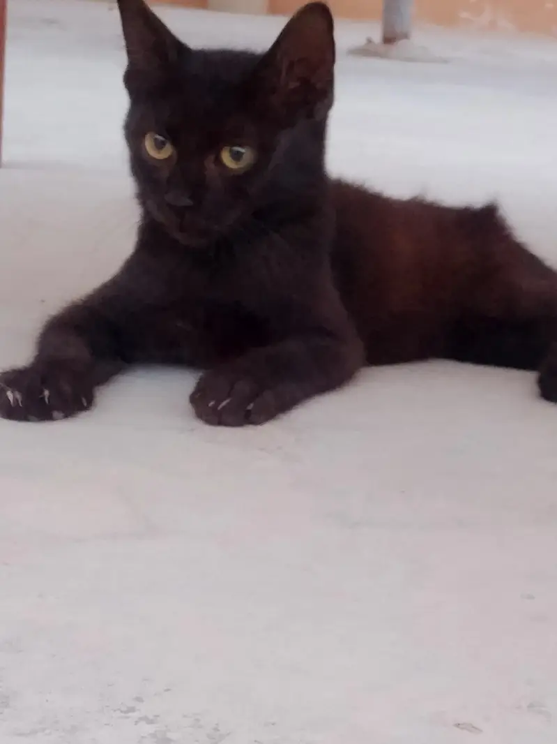2 Female and 2 Male Cats want to sale urgently — photo 11