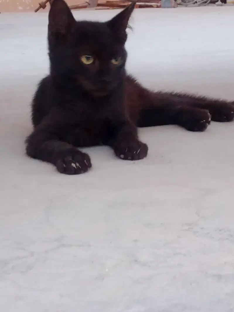 2 Female and 2 Male Cats want to sale urgently — photo 12