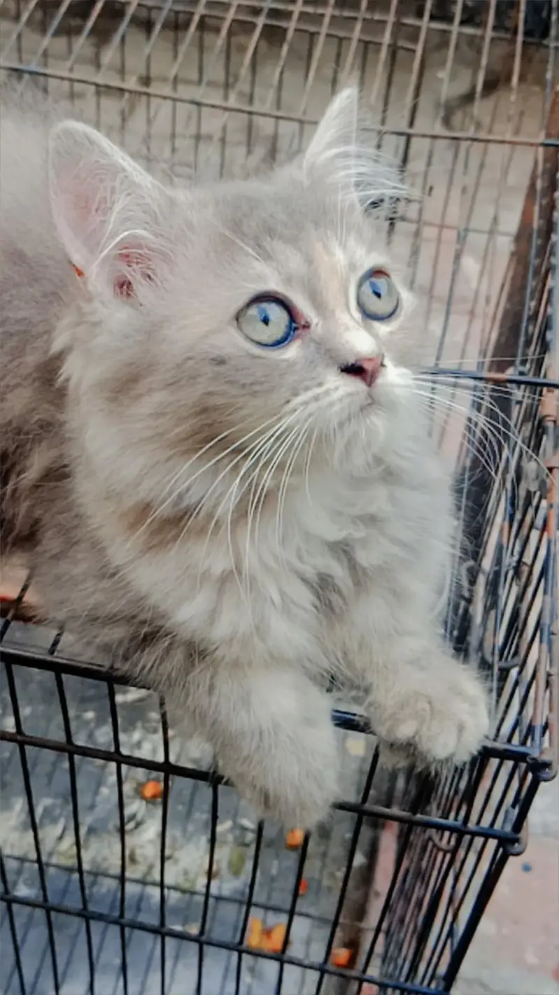 Persian cats — photo 4