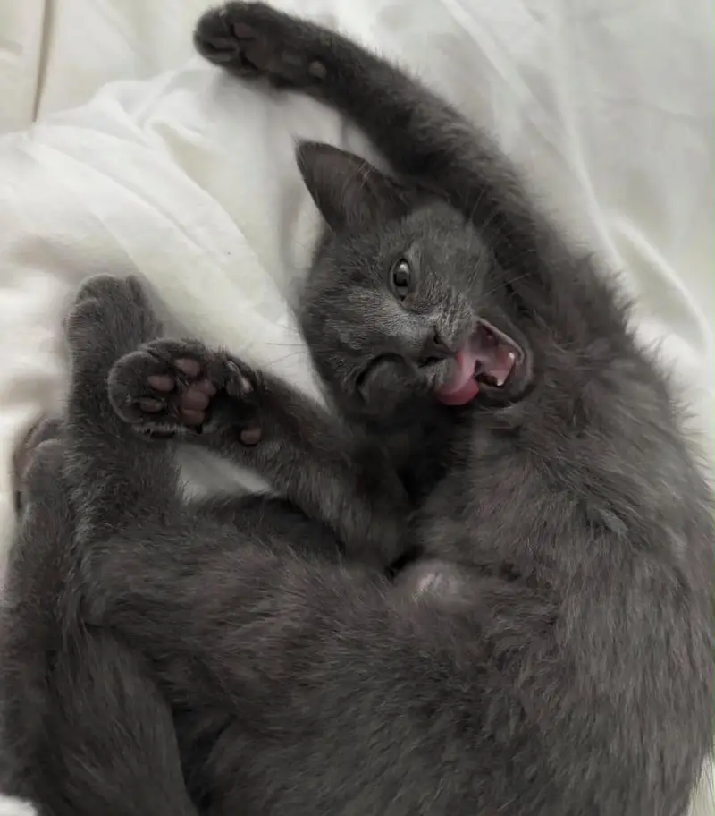 British Shorthair — photo 3