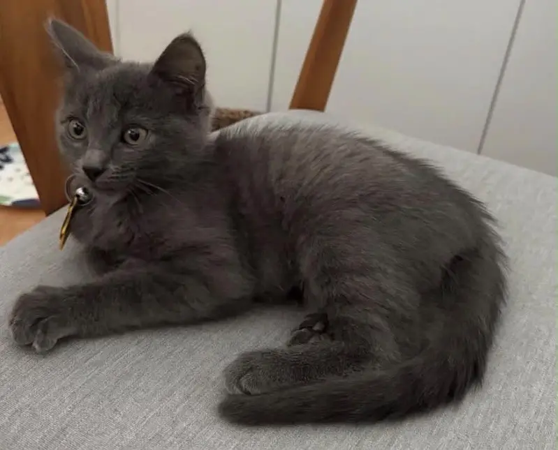 British Shorthair — photo 2