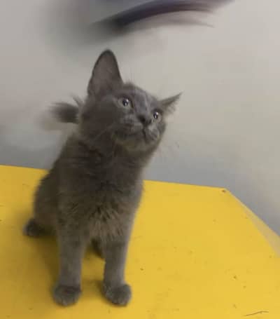 British Shorthair