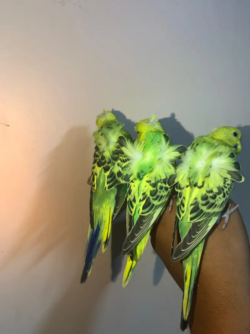 Beautiful traio HOGOROMOS TAMED. — photo 3