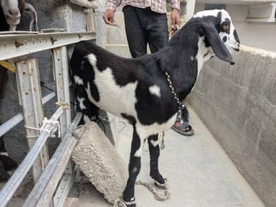Goat for sale