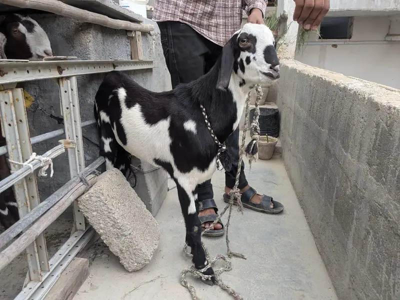Goat for sale — photo 2