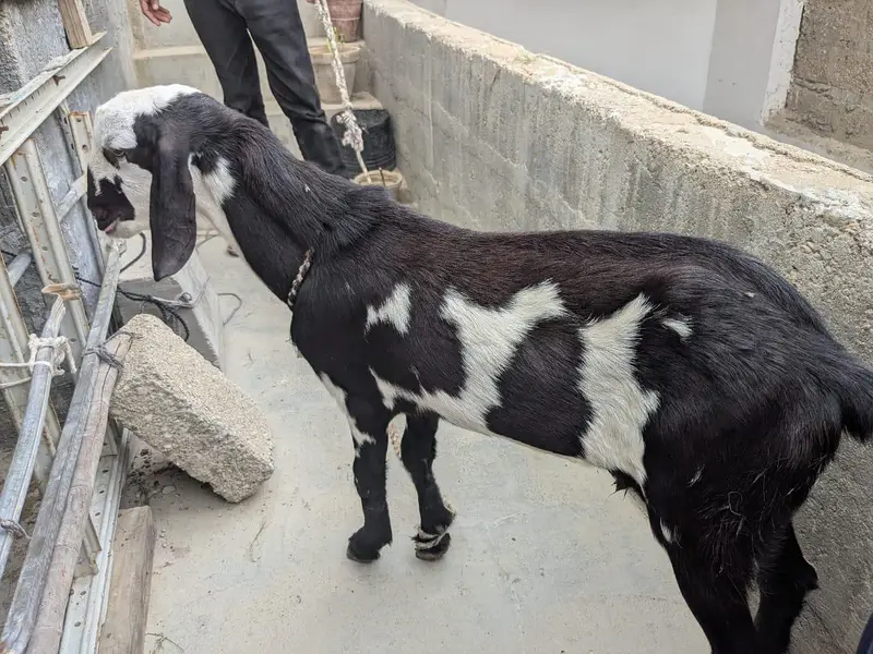 Goat for sale — photo 3