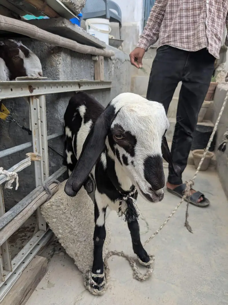Goat for sale — photo 4