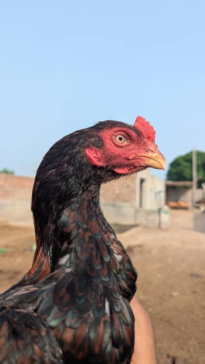 Aseel patha for sale