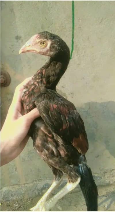 Pure heera patha) Pure Pakistani Aseel patha