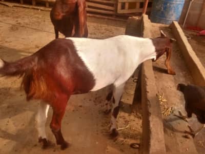 heavy weight bakri