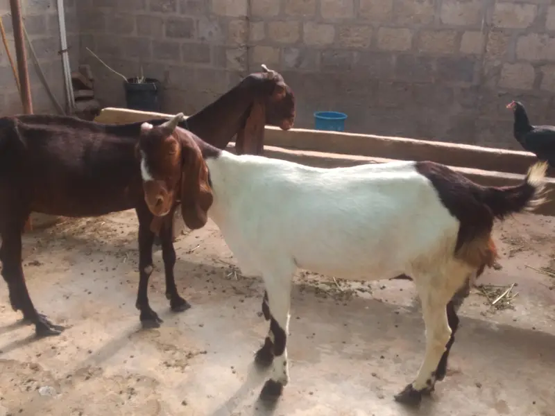 heavy weight bakri — photo 2