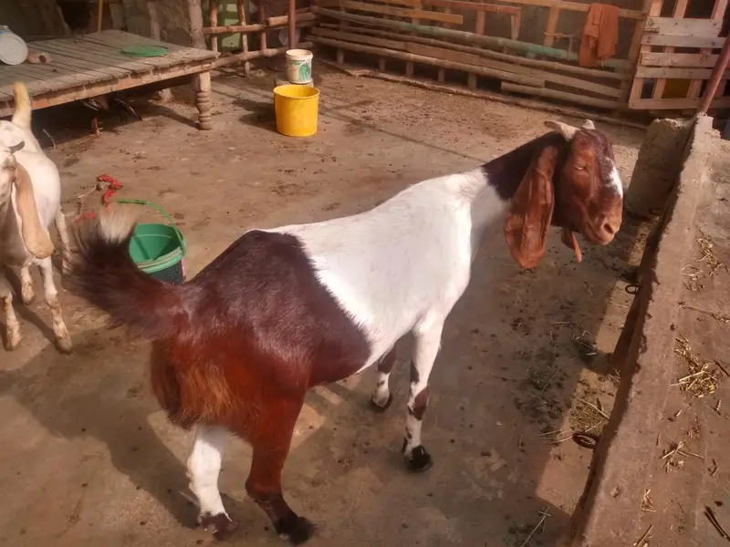 heavy weight bakri — photo 3