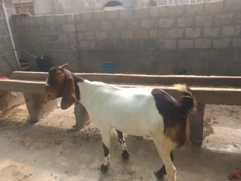 heavy weight bakri — photo 4