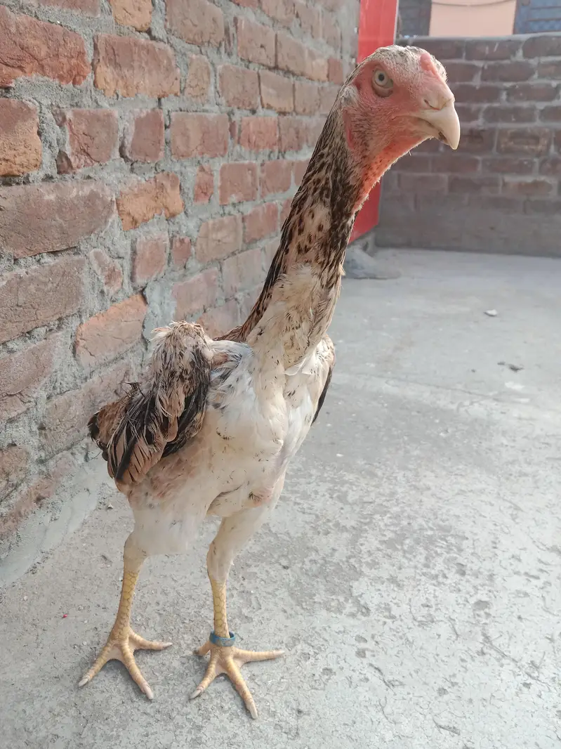 shamo lakha pair argent for sale ha achi si offer da or la la — photo 8