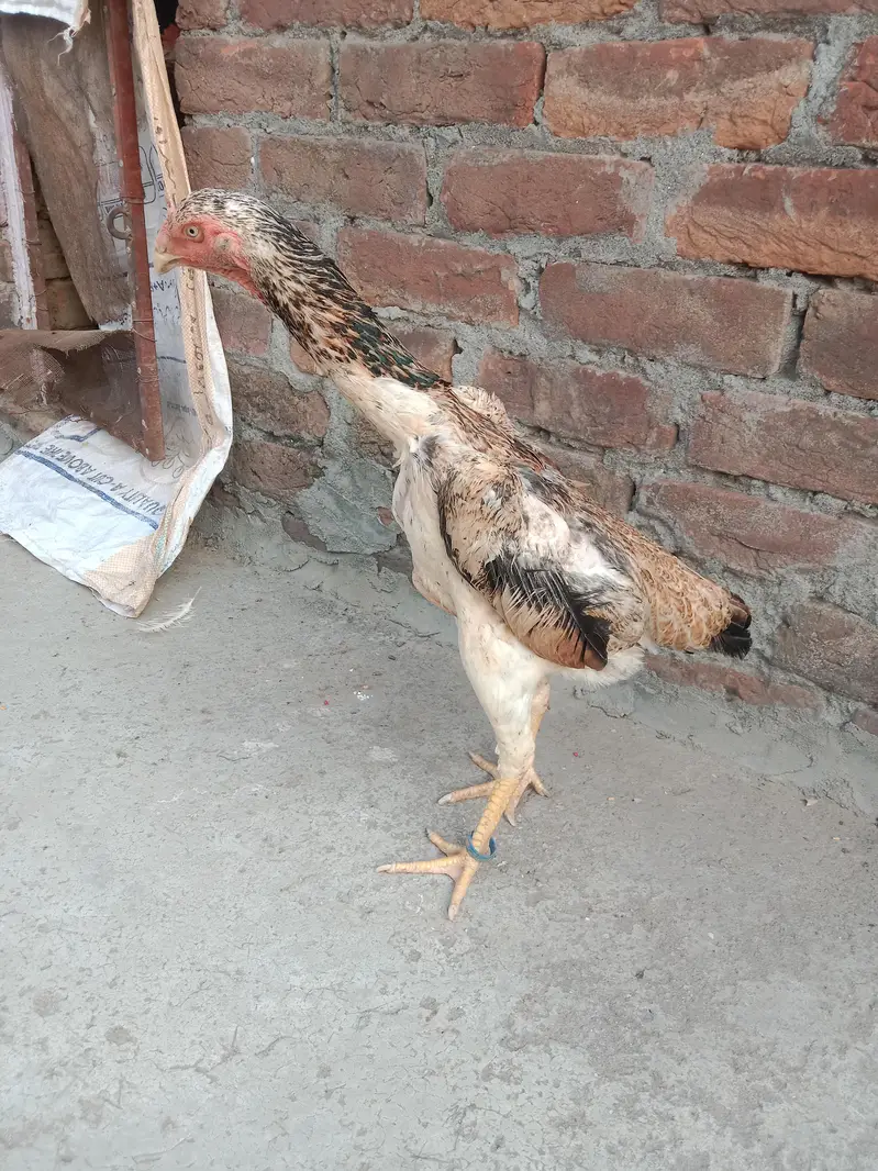 shamo lakha pair argent for sale ha achi si offer da or la la — photo 10
