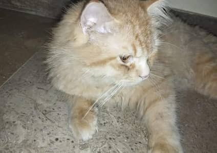 Beautiful Male Cat Available for Sale.