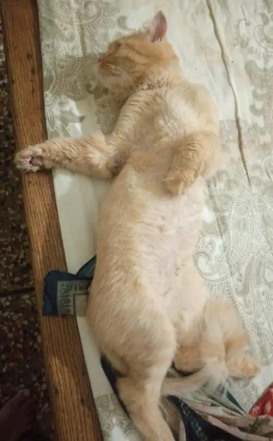 Beautiful Male Cat Available for Sale. — photo 2
