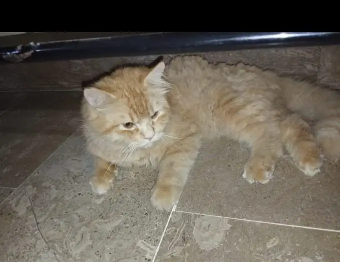 Beautiful Male Cat Available for Sale. — photo 3