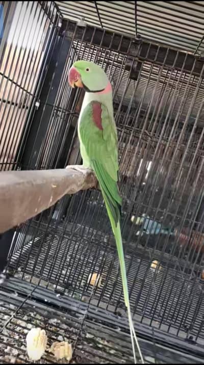 jambo size Raw Parrot Male