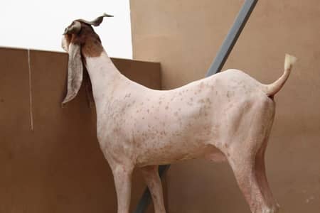 Gulabi kamori bakri