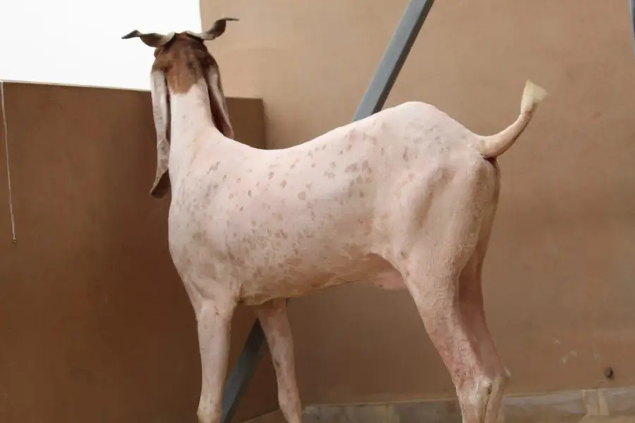 Gulabi kamori bakri — photo 2