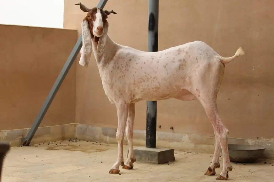 Gulabi kamori bakri — photo 3