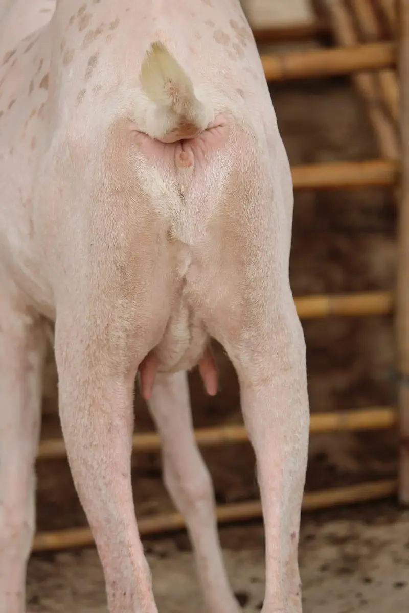 Gulabi kamori bakri — photo 4