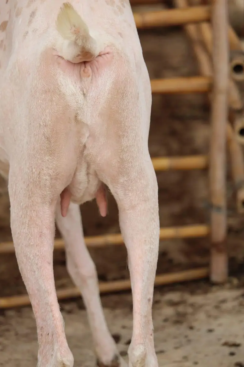 Gulabi kamori bakri — photo 5