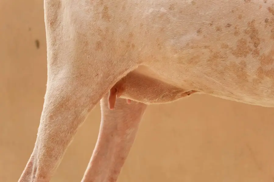 Gulabi kamori bakri — photo 6