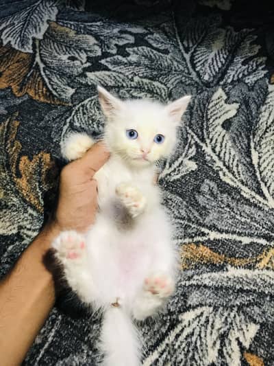 White Blue Eye Kitten
