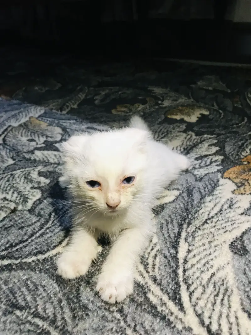 White Blue Eye Kitten — photo 2