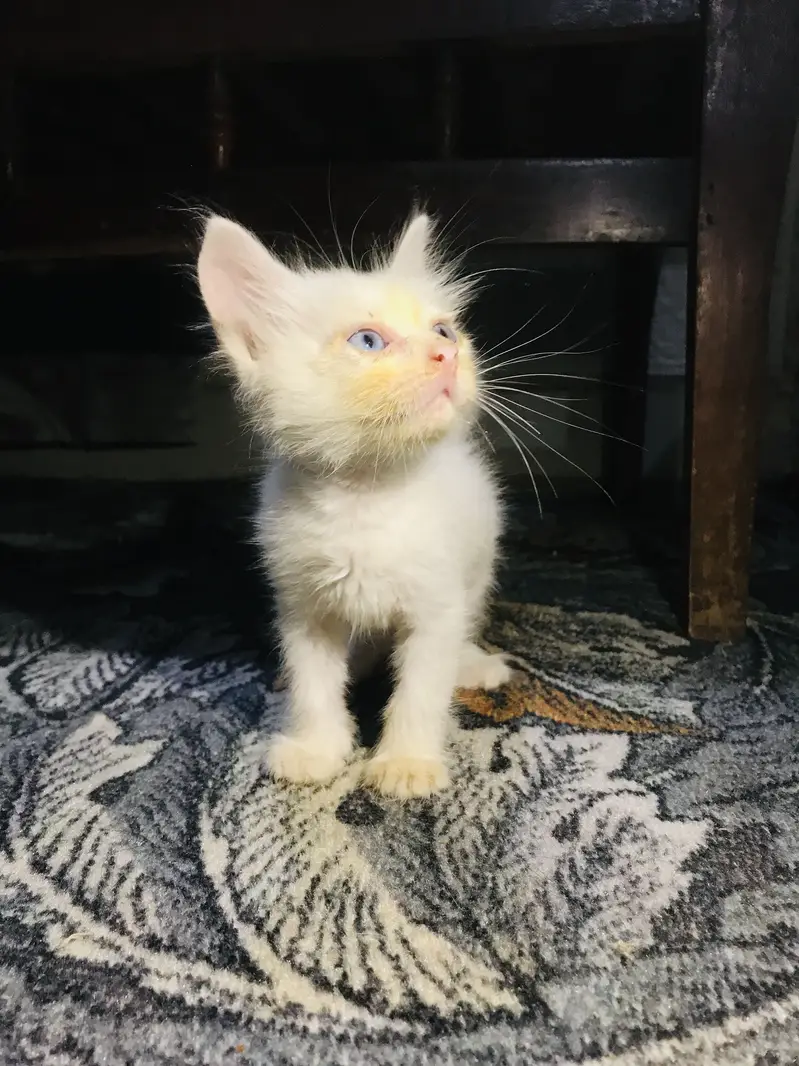 White Blue Eye Kitten — photo 3