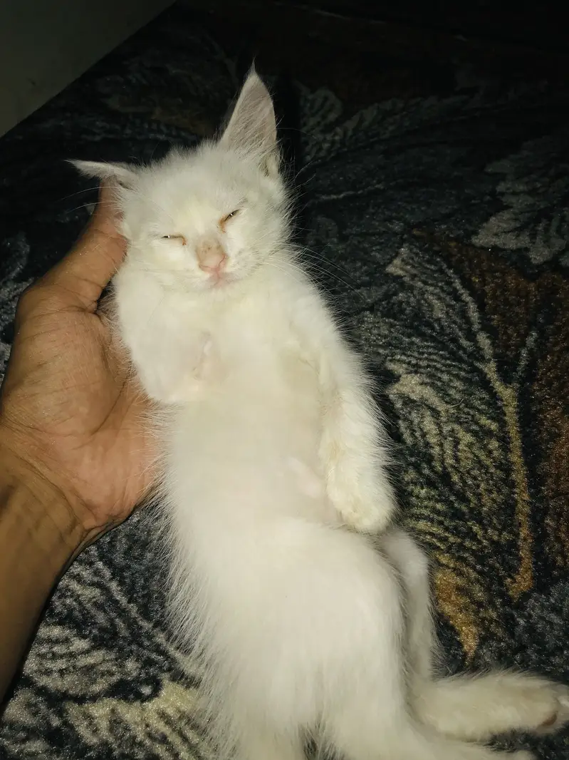 White Blue Eye Kitten — photo 4