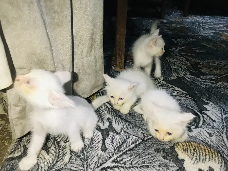 White Blue Eye Kitten — photo 5