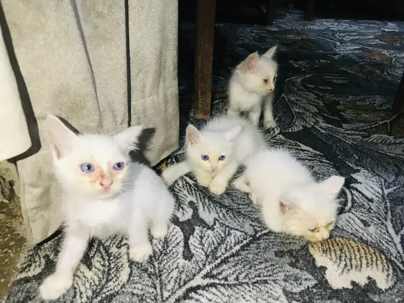 White Blue Eye Kitten — photo 6