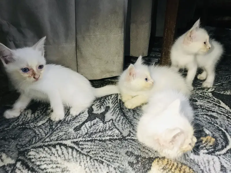 White Blue Eye Kitten — photo 7