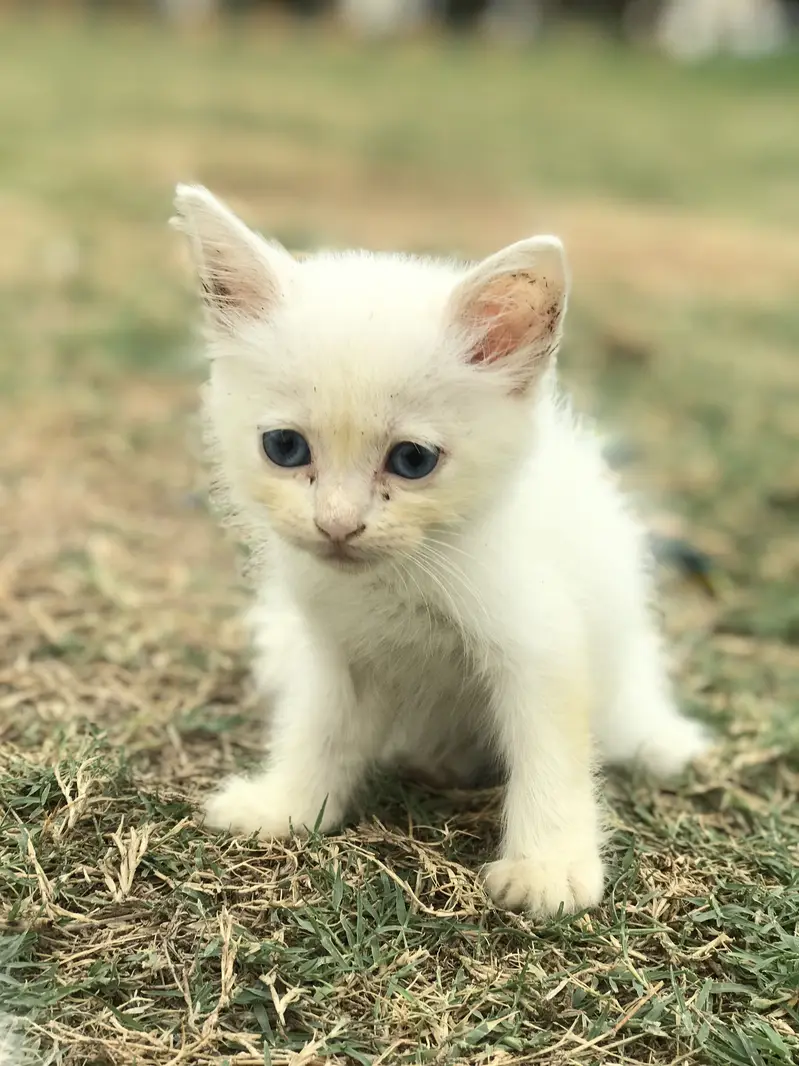 White Blue Eye Kitten — photo 8