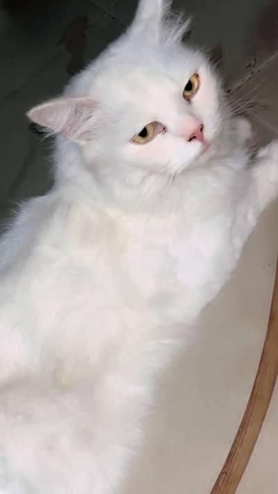 Persian cat for sale