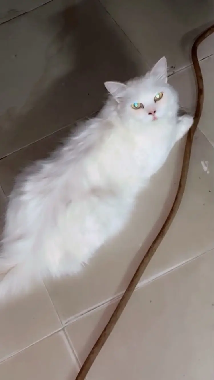 Persian cat for sale — photo 2