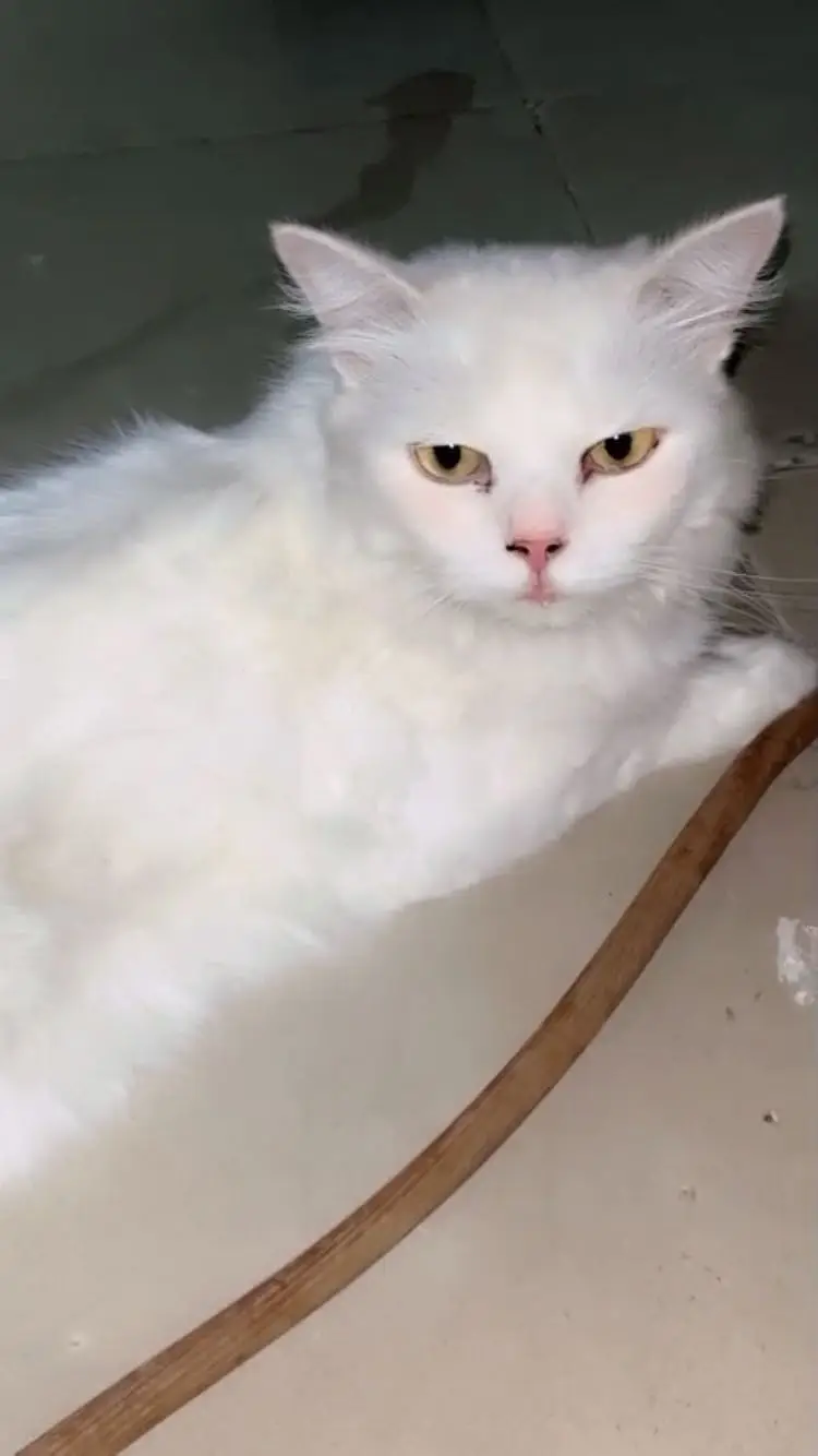 Persian cat for sale — photo 3