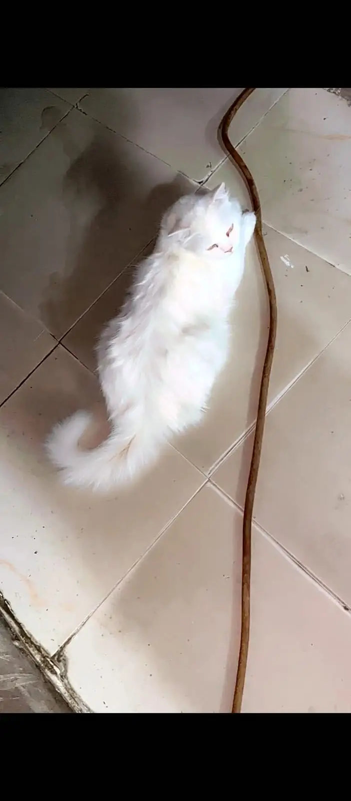 Persian cat for sale — photo 4