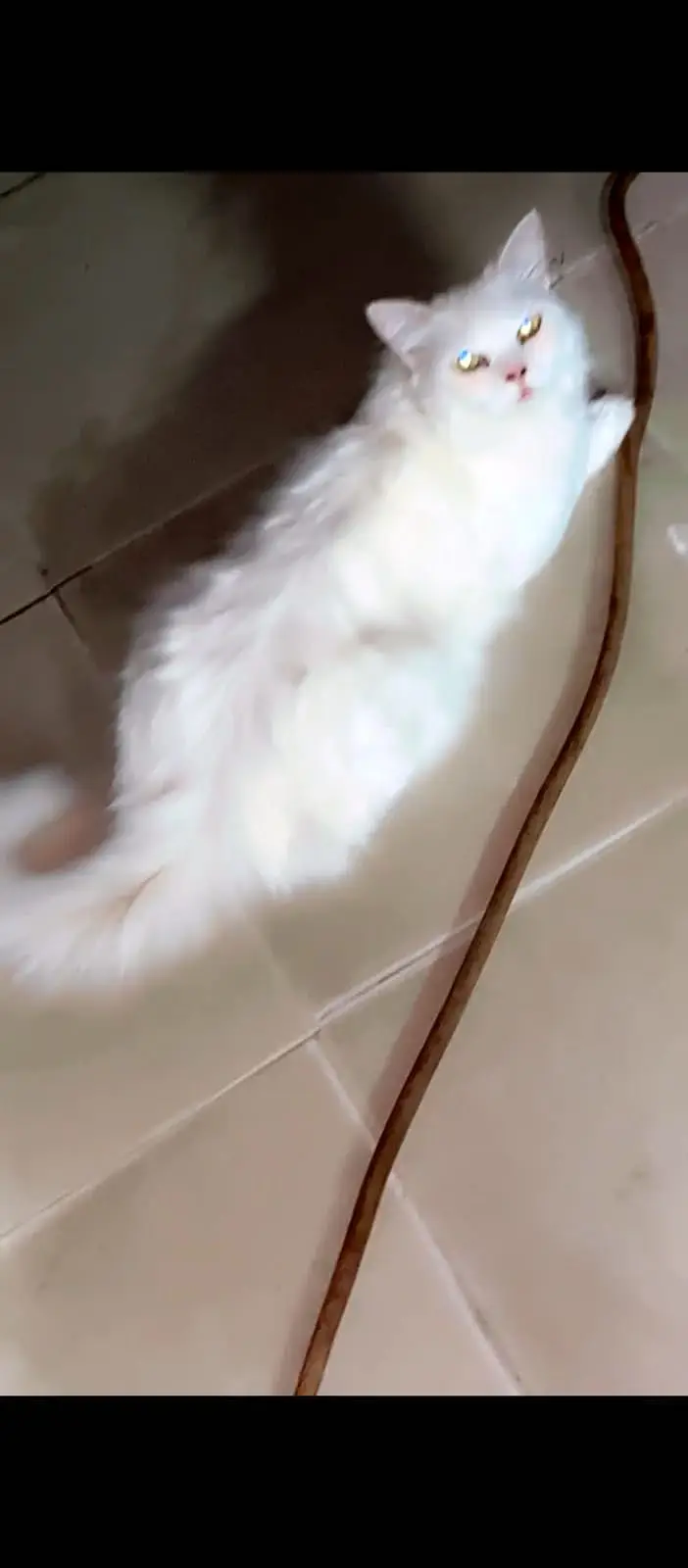 Persian cat for sale — photo 5