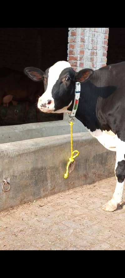 Friesian cross cow