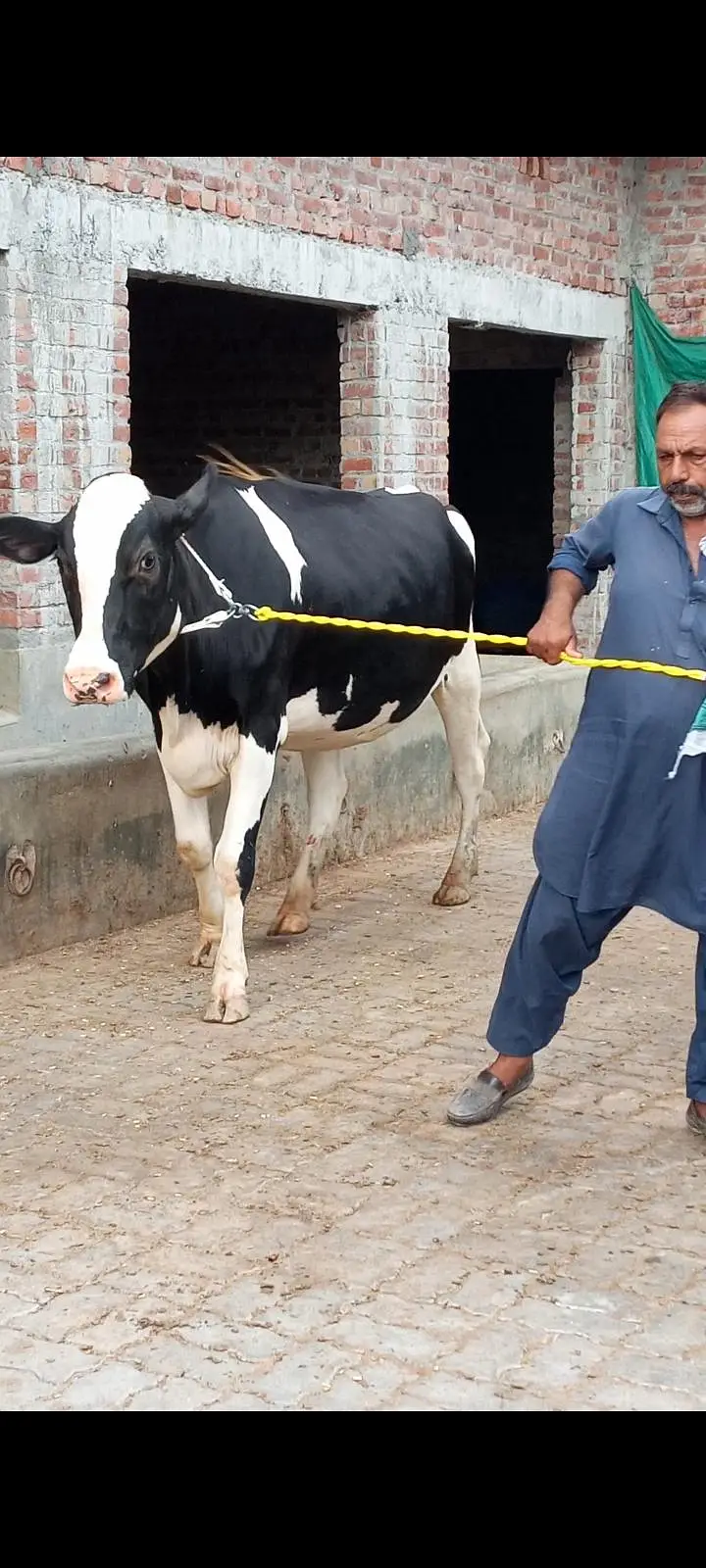 Friesian cross cow — photo 2