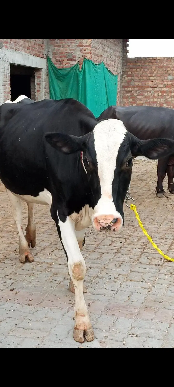 Friesian cross cow — photo 3