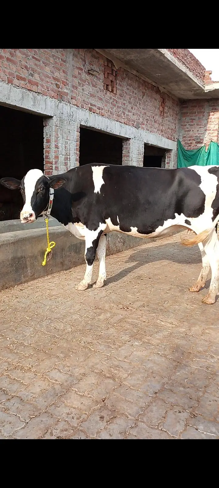 Friesian cross cow — photo 4